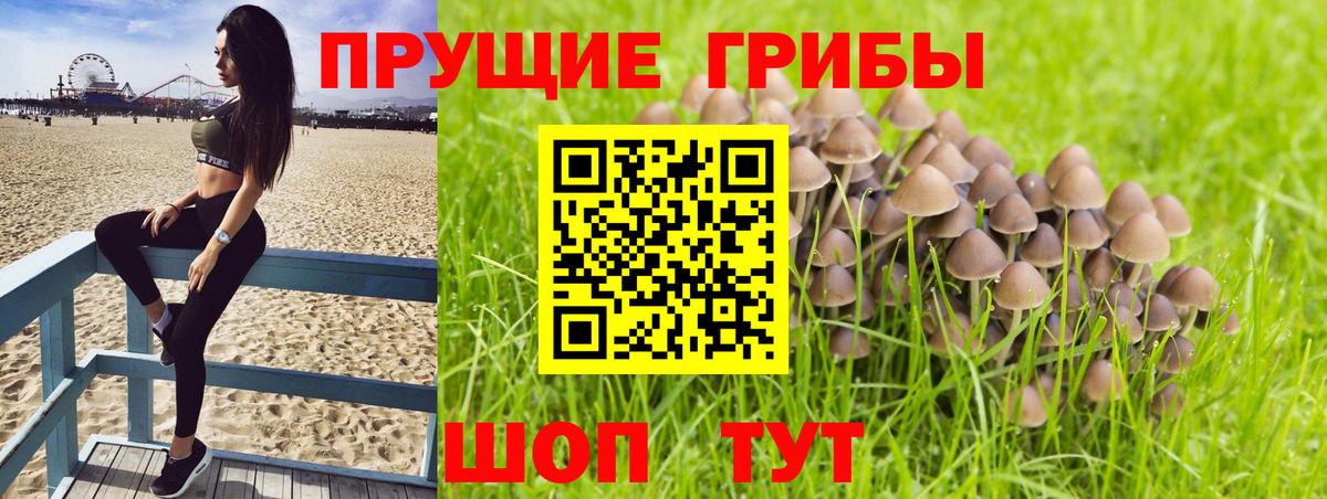 Галлюциногенные грибы Psilocybe Советский